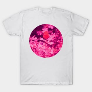 Pink Summer Rose T-Shirt